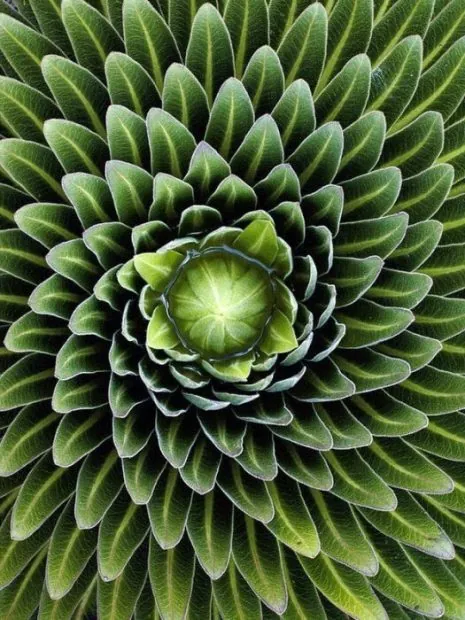 planta